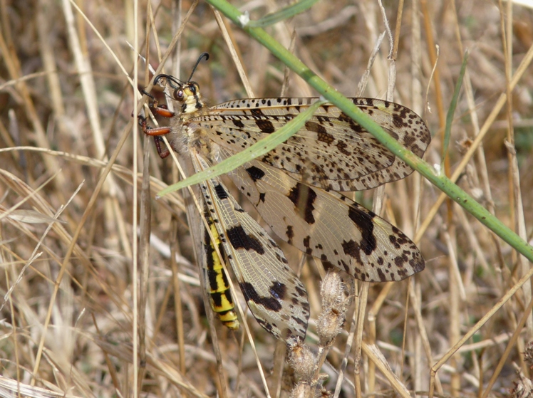 Palpares libelluloides